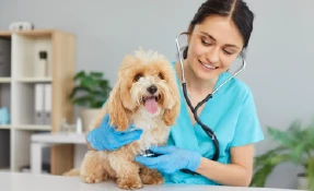 imagen-sola-286x174-40